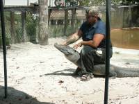gator show